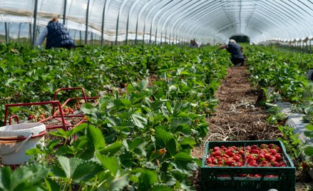 Za uprawy ekologiczne można uznać zaledwie 21 tys. gospodarstw w Polsce