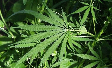 Konopie przyciągają biznes