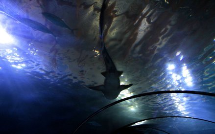 Oceanarium w Rotterdamie