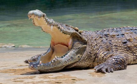 Etiopia: Krokodyl zabił pastora w czasie chrztu