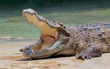 Etiopia: Krokodyl zabił pastora w czasie chrztu