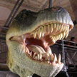 Tyrannosaurus rex (fot. mendhak)