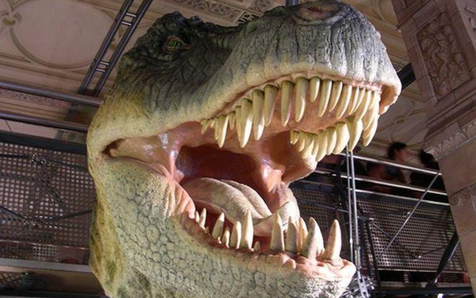 Tyrannosaurus rex (fot. mendhak)