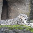 Pantera zginęła, bo pracownik zoo się pomylił