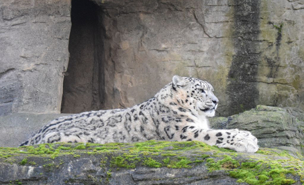Pantera zginęła, bo pracownik zoo się pomylił