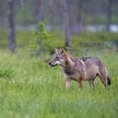 Wilczy Szlak wziął nazwę od firmy Jack Wolfskin, która ma wilka w nazwie, a w logotypie odcisk wilcz