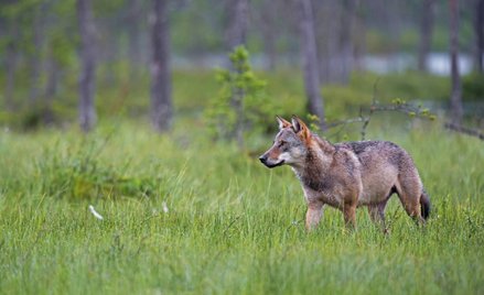 Wilczy Szlak wziął nazwę od firmy Jack Wolfskin, która ma wilka w nazwie, a w logotypie odcisk wilcz