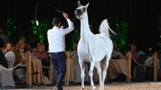 Klacz El Medida bierze udział w aukcji Pride of Poland w ramach Dni Konia Arabskiego w Janowie Podla