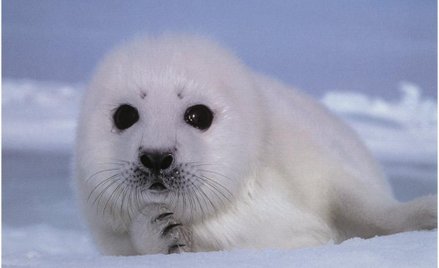 Norwegia i Kanada chcą handlu wyrobami z fok