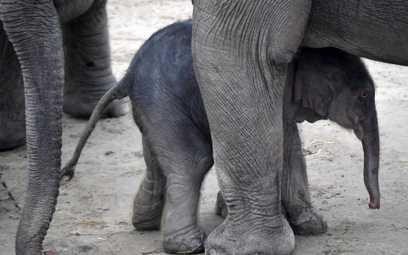 The Telegraph: Trump zniósł zakaz importu kłów słoni