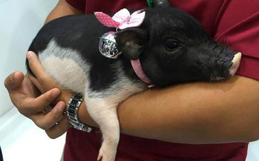 Dochód ze sprzedaży miniaturowych świń ma pomóc w finansowaniu badań