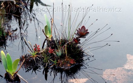 Spośród 2000 gatunków roślin, większość nie rośnie w żadnym innym miejscu planety.