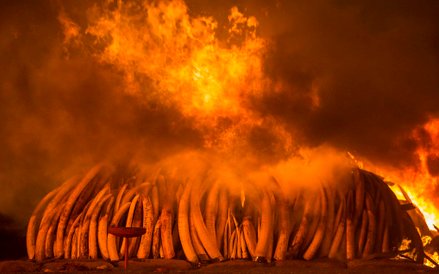 30 kwietnia 2016 roku w w Nairobi National Park w Kenii spalono 105 ton kości słoniowej.