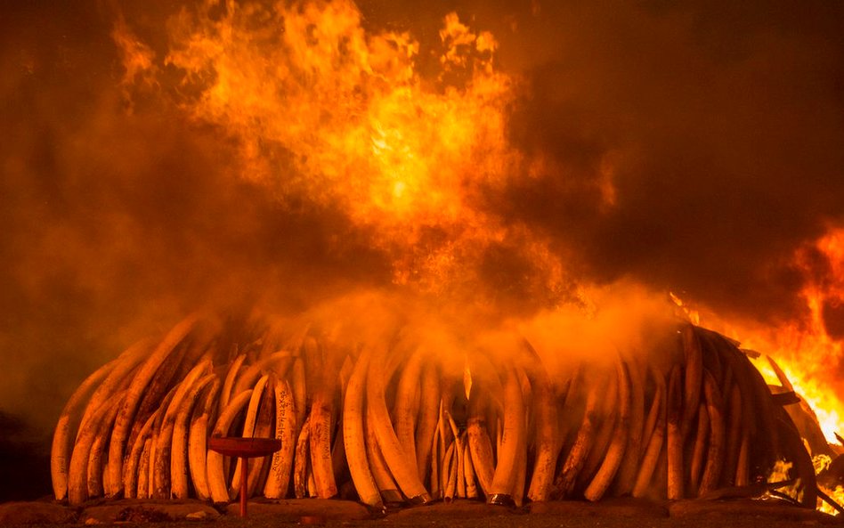 30 kwietnia 2016 roku w w Nairobi National Park w Kenii spalono 105 ton kości słoniowej.