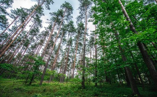 "Leśne gospodarstwa węglowe przez 30 lat mają pochłonąć niemal 1 mln ton dwutlenku węgla"