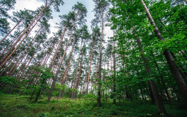 Las pochłonie dwutlenek węgla