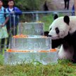 Nie żyje Pan Pan, najstarsza panda świata