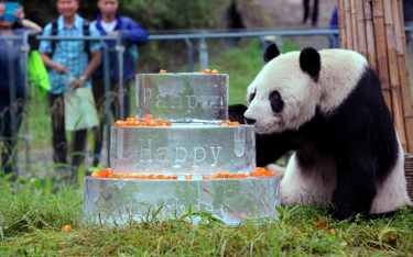 Nie żyje Pan Pan, najstarsza panda świata