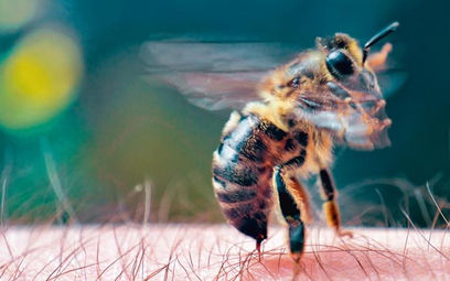 Ostrą alergię na jad owadów błonko- skrzydłych może mieć od 5 do 10 proc. dorosłych Polaków