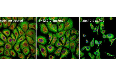 Komórki nabłonka oskrzeli (od lewej): 1. bez żadnych oddziaływań, 2. podanne działaniu areozolu, 3. 