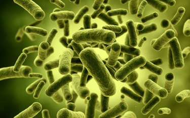 W USA wykryto bakterię odporną na antybiotyki
