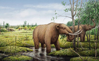 Mastodonty – podobnie jak inne wielkie ssaki, wyginęły po nagłym ochłodzeniu 12,9 tys. lat temu