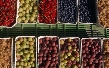 Rosną szanse na ochronę producentów owoców