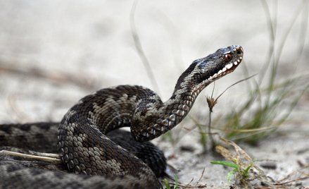 Żmija zygzakowata