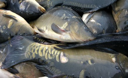 Sieci handlowe coraz częściej rezygnują ze sprzedaży żywych ryb