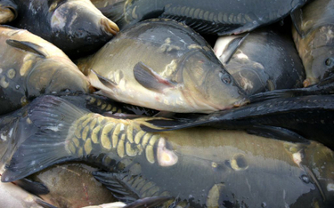 Sieci handlowe coraz częściej rezygnują ze sprzedaży żywych ryb