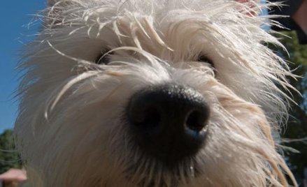 Pokaz psiej gracji i dobrych manier