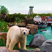 Niedźwiedź polarny na miarę potrzeb dyrekcji ogrodu zoologicznego w Hanowerze
