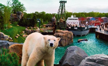 Niedźwiedź polarny na miarę potrzeb dyrekcji ogrodu zoologicznego w Hanowerze