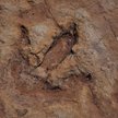 Szkocja: Odkryto ślady dinozaurów sprzed 170 mln lat