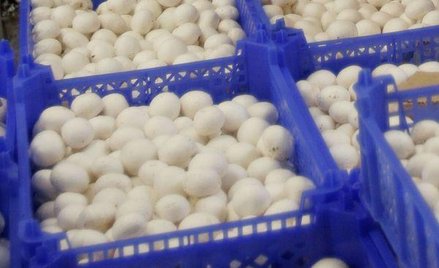 Producenci rolni chcą jasnych zasad rozliczania