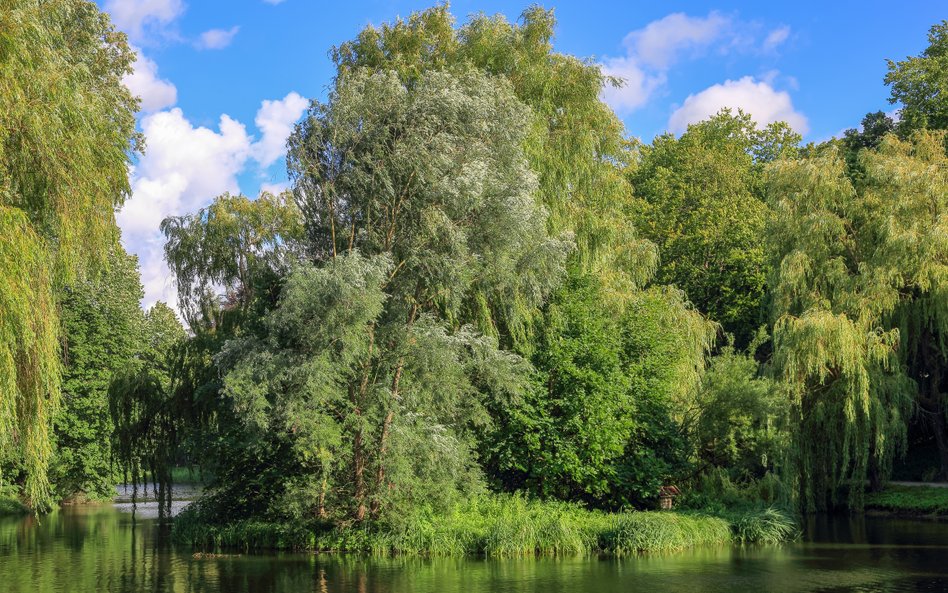 Koszalin jest liderem pod względem udziału zieleni w powierzchni miasta