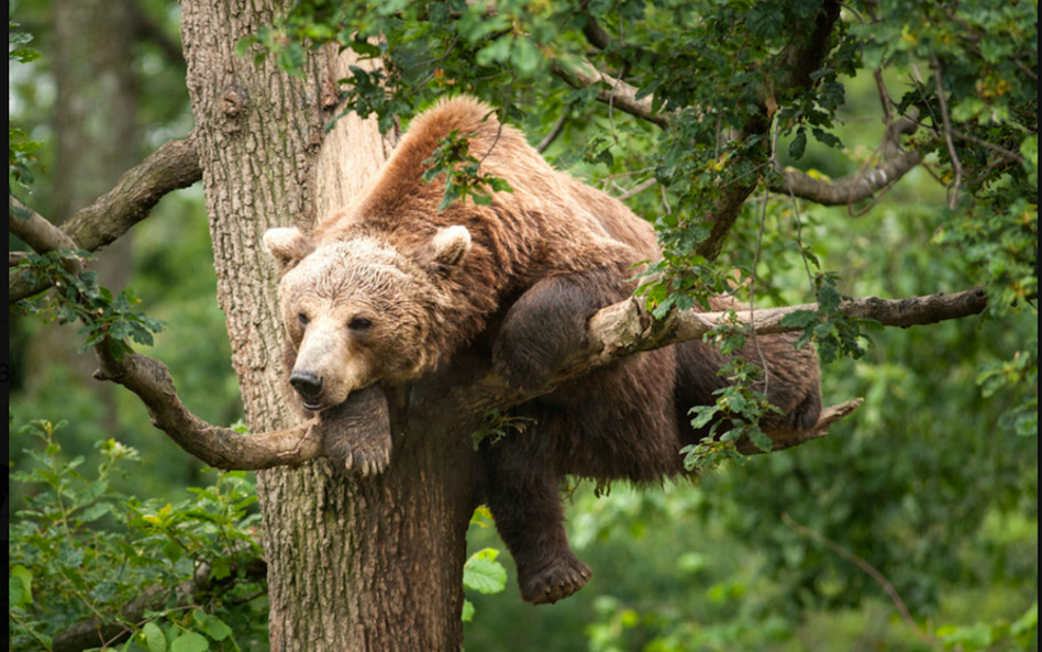 „Królestwo”, reż. Jacques Perrin i Jacques Cluzaud