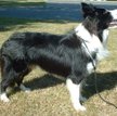 Wystawowy border collie