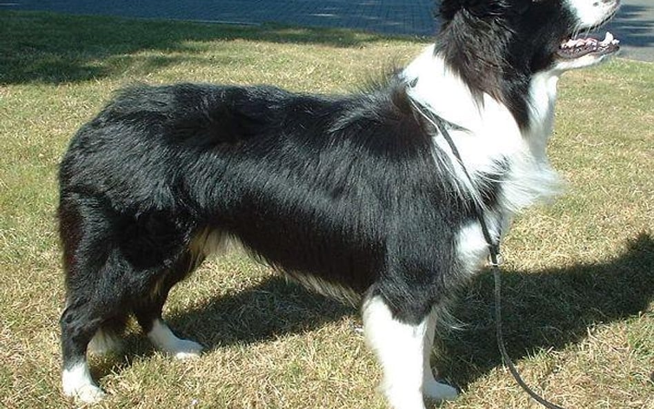 Wystawowy border collie