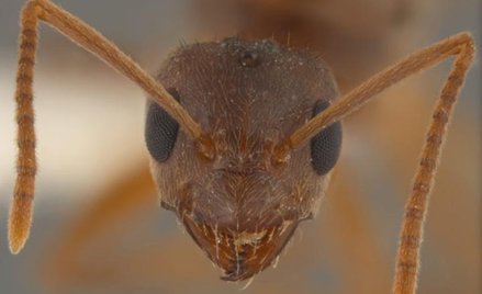 „Szalone mrówki” tak się rozmnożyły, że w niektórych miejscach jest ich 100 razy więcej niż przedsta