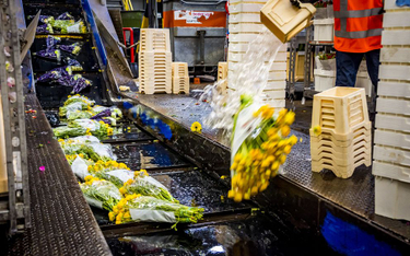 Kwiaty w Holandii wyrzucane na kompost z powodu koronawirusa