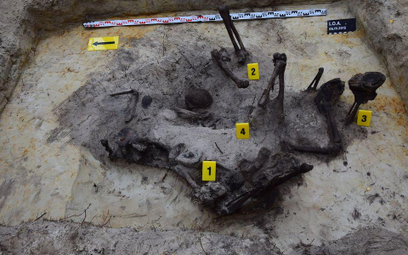 Szczątki znalezione w okolicach Ostrołęki