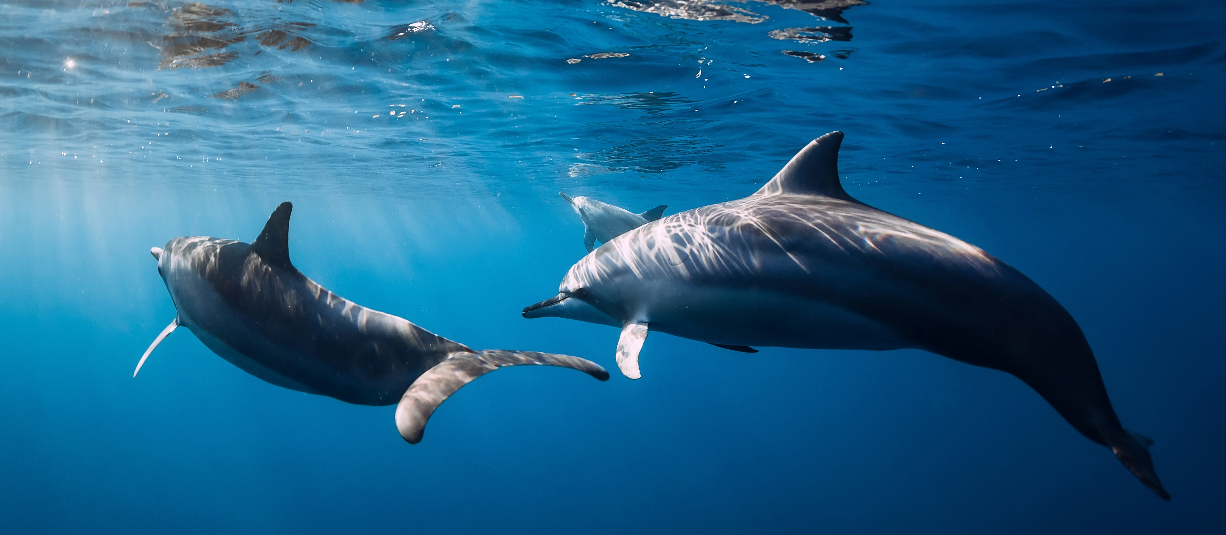 Wyjątkowe znalezisko w Peru. Skamieniałość przypominająca delfina może liczyć choćby 10 milionów lat
