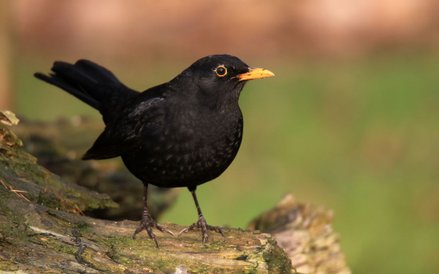 Kos sobie radzi ze smogiem i z „miastowymi”