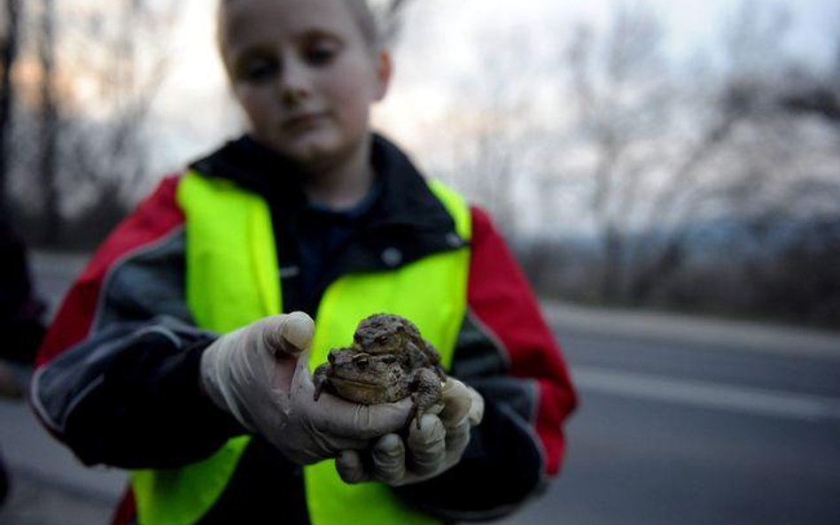 Decyzja środowiskowa: Kierowcy jeżdżą po obwodnicy, a żaby z Żor masowo giną