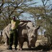 In vitro ratunkiem dla nosorożców