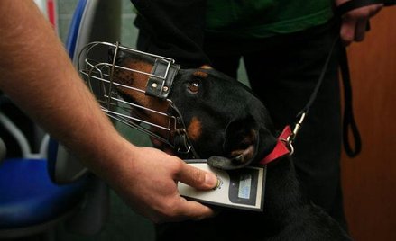 Czipowanie psów pozwala ustalić ich właścicieli, którzy np. nie sprzątają po psach, nie stosują się 