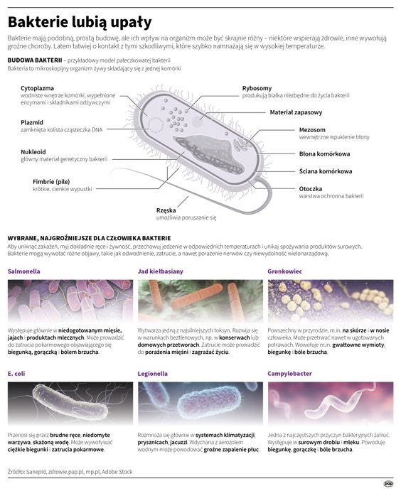 Latem łatwiej o kontakt ze szkodliwymi bakteriami, które szybko namnażają się w wysokiej temperaturz