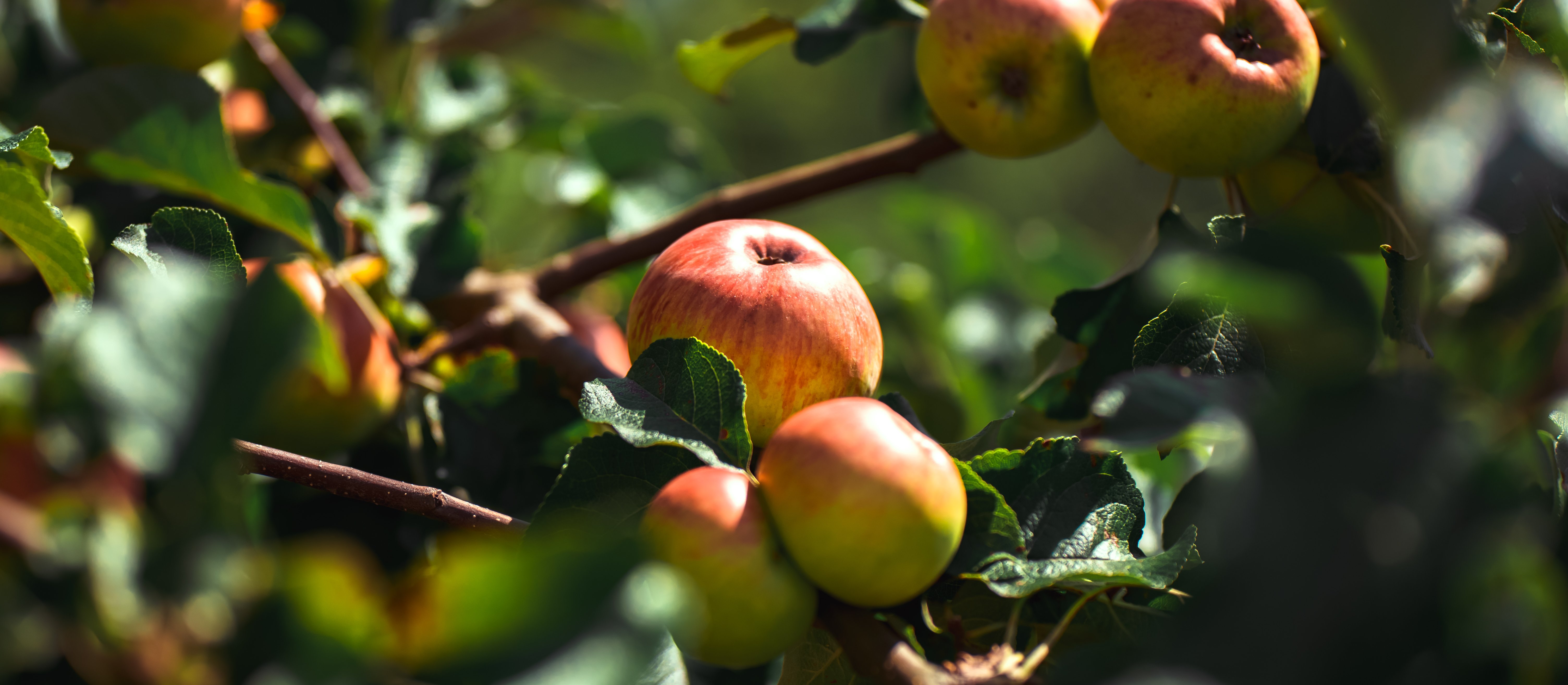 Julian Pawlak: Ustawa cukrowa ponownie zagraża polskiej branży przetwórczej i sadowniczej