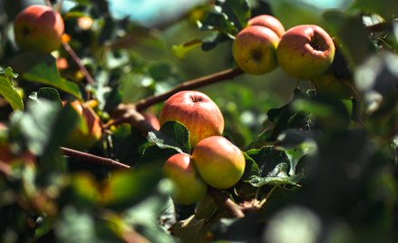 Z doświadczeń ostatnich lat wynika, że opłata cukrowa wprowadzona w Polsce ustawą w 2020 r. i obowią